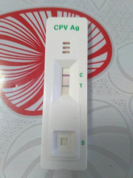 细小病毒症状(得赶快去医院检查)