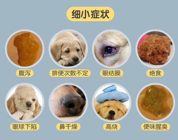 细小症状(是不是得了细小)