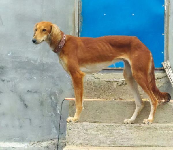 细犬(你能想象它有多大的能量吗)