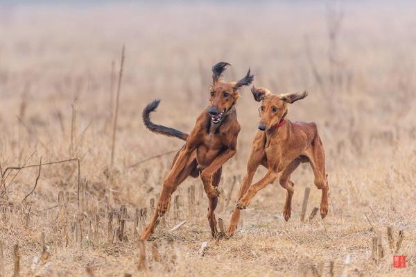 细犬撵兔(成为独特的民间活动)
