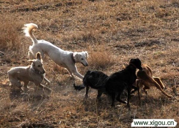 细犬撵兔(成为独特的民间活动)