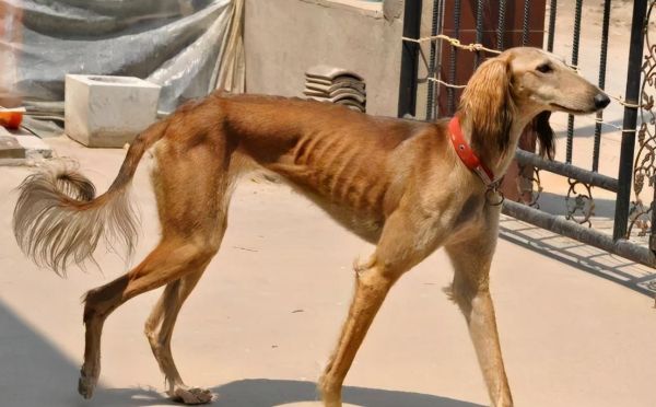 细狗(细犬真的适合当宠物吗)