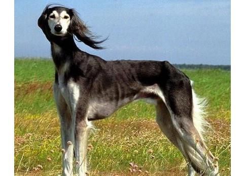 细狗(细犬真的适合当宠物吗)