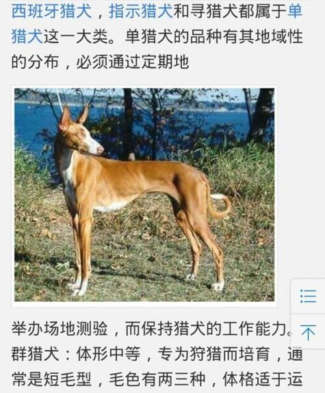 细狗逮兔子( 野兔会使出什么绝招逃生)