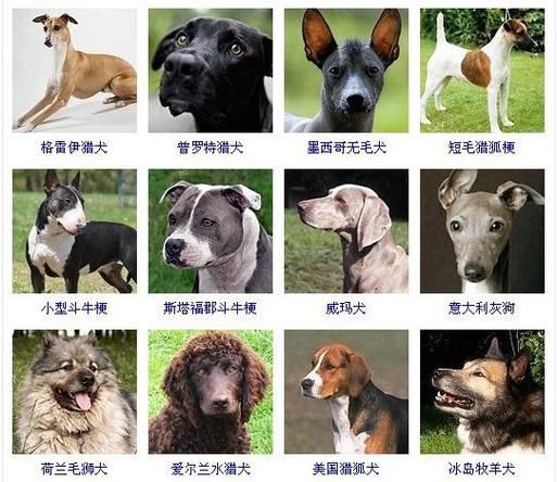 经典狗名(经典狗名有哪些)