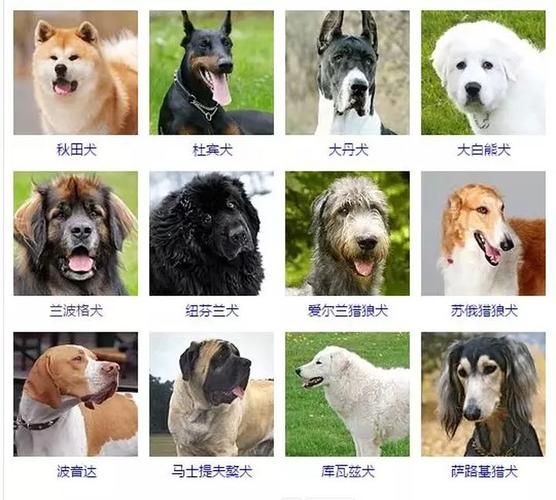 经典狗名(经典狗名有哪些)
