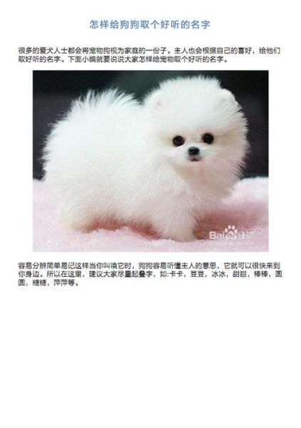 给狗狗起名字(还是安静乖巧)