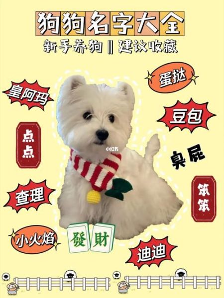给狗起名字(到底该怎么选)