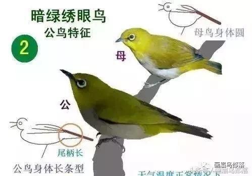 绣眼大叫(你能分辨出它们的不同叫声吗)