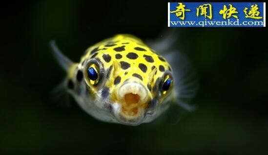 绿河豚(它和普通河豚有什么区别)