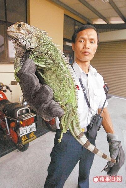 绿鬣蜥怎么养(它需要什么装备)