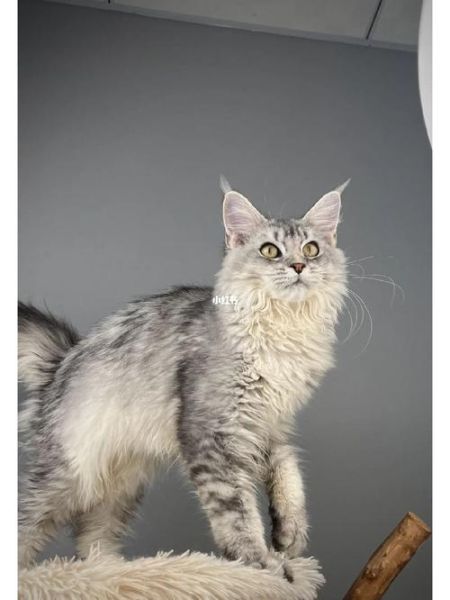 缅因猫(它的性格真的如传闻中那么温顺吗)