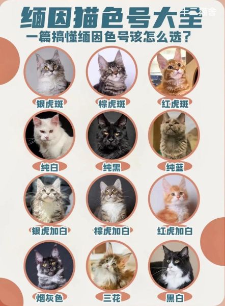 缅因猫怎么养(每天要给它吃多少才能养得起)