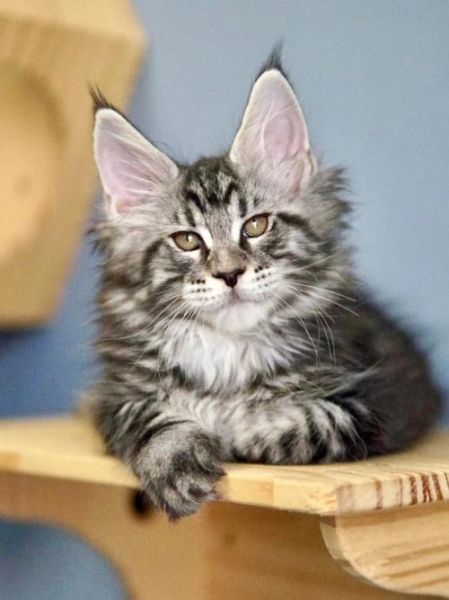 缅因猫怎么养(每天要给它吃多少才能养得起)