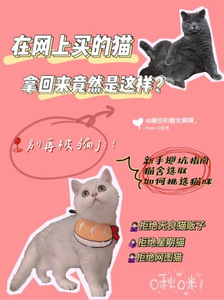 网购宠物(靠谱商家在哪找呢)