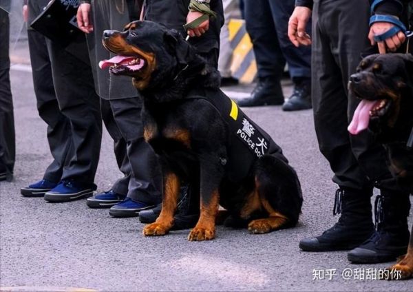 罗威士梗(它真的适合当警犬吗)
