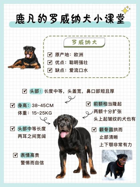 罗威拿犬(养它会很危险吗)