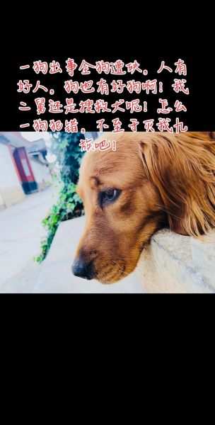罗威纳咬人( 如何才能避免再出现伤人事件)