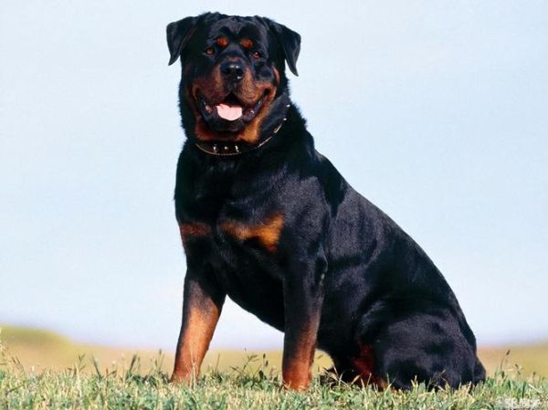 罗威纳犬( 它真的适合做宠物吗)