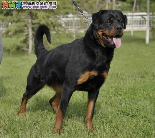 罗威纳犬价格( 网上那些低价罗威纳犬靠谱吗)