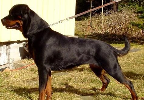 罗威纳犬价格( 网上那些低价罗威纳犬靠谱吗)