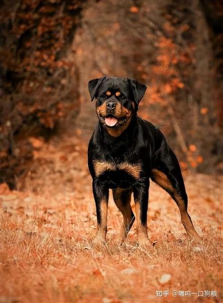 罗威纳犬复仇(它们会对伤害过它们的人复仇吗)