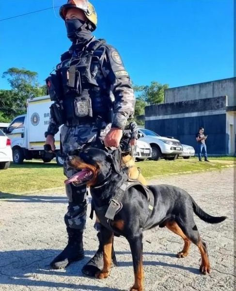 罗威纳犬复仇(它们会对伤害过它们的人复仇吗)