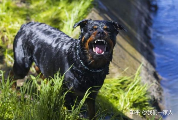 罗威纳犬打架(还是被激怒了)