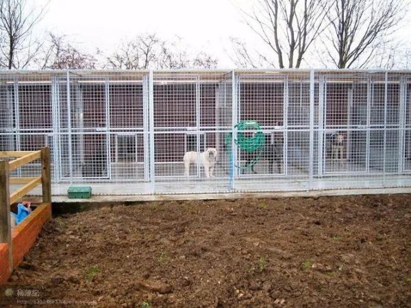 罗威纳犬舍( 这家犬舍靠谱吗)