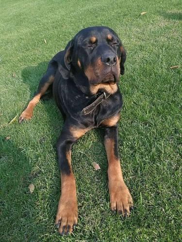 罗威纳犬舍( 这家犬舍靠谱吗)