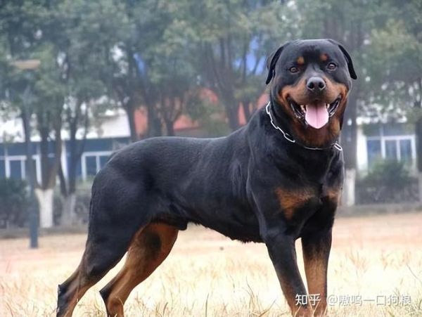 罗威纳犬论坛(罗威纳犬论坛有哪些值得推荐的)