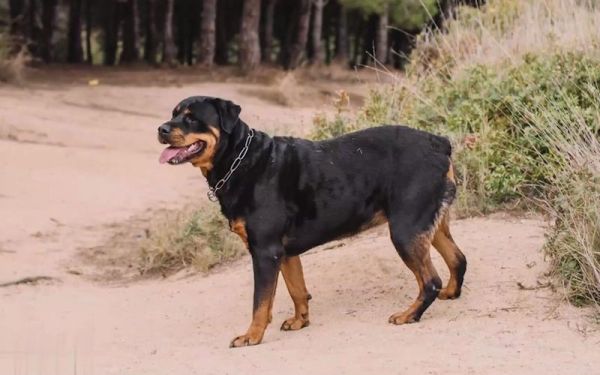 罗威纳犬论坛(罗威纳犬论坛有哪些值得推荐的)