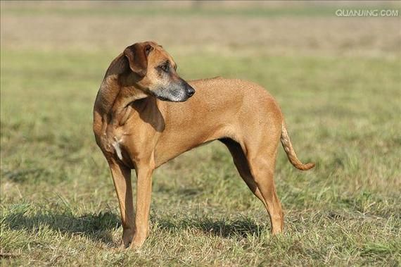 罗德西亚脊背犬(它们真的适合做家庭犬吗)