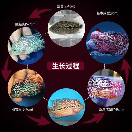 罗汉鱼苗( 小鱼苗到底吃什么)