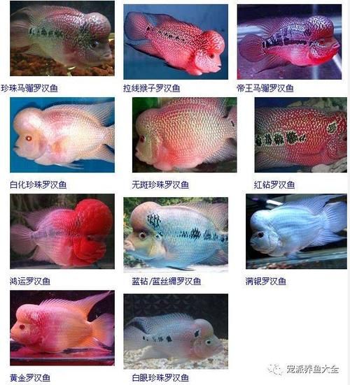 罗汉鱼视频(带你认识不一样的鱼缸之王)