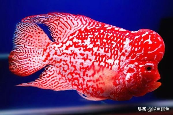 罗汉鱼起头(营养、环境和刺激缺一不可)