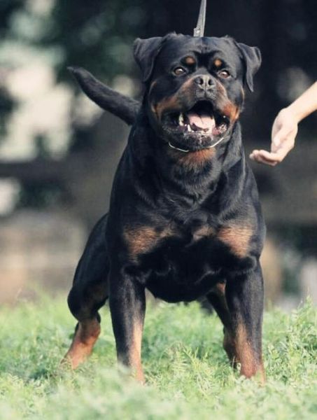 罗维纳犬( 为什么那么多人喜欢它)