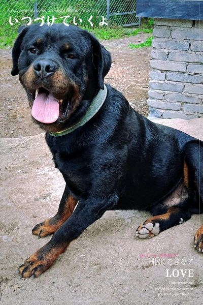 罗维纳犬( 为什么那么多人喜欢它)