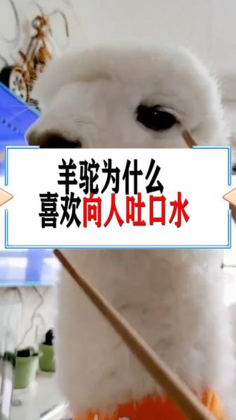 羊驼为什么吐口水( 原来是为了保护自己)