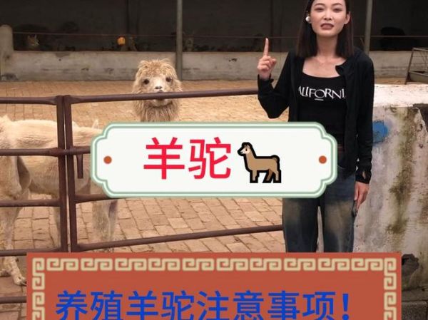 羊驼养殖(养羊驼需要注意哪些事项)