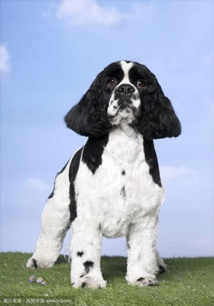 美卡犬(适合家庭饲养吗)
