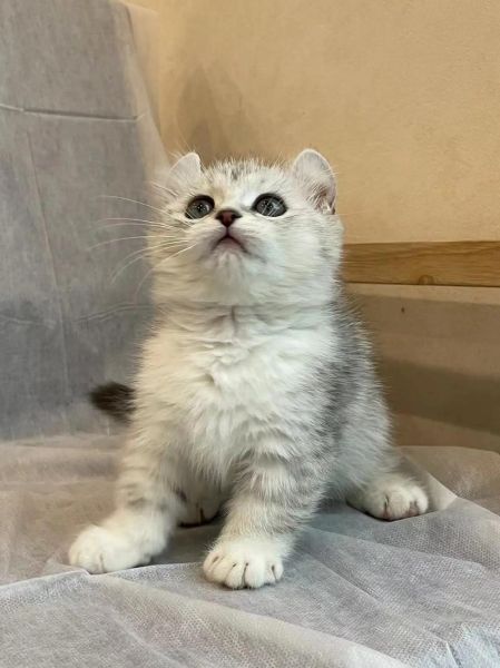 美国卷耳猫(会不会更容易得耳部疾病)