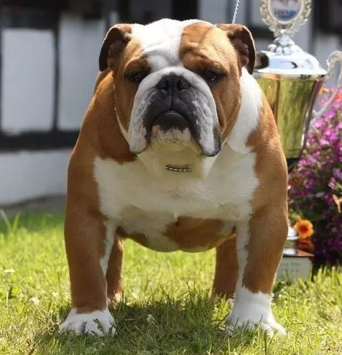 美国斗牛犬( 它跟英国斗牛犬有什么关系)
