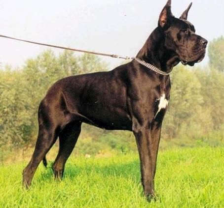 美国比特犬( 我们应该如何看待这种犬种)