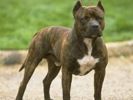 美国比特犬( 我们应该如何看待这种犬种)