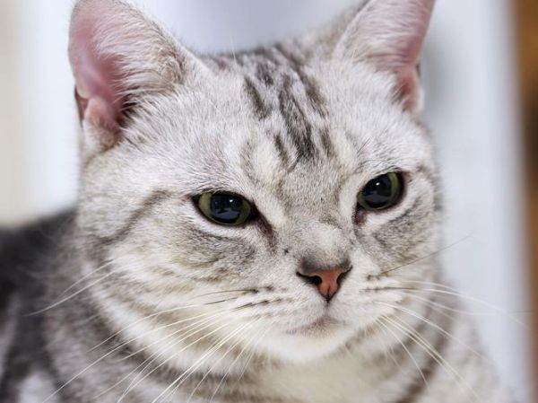 美国短毛猫(它真的可以胜任工作猫吗)