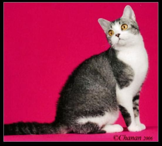 美国硬毛猫(它真的不怕陌生人吗)
