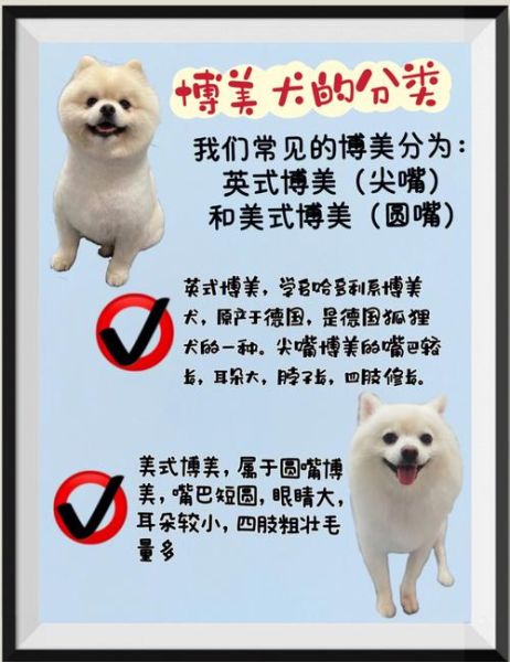 美式博美( 如何挑选一只健康的博美)