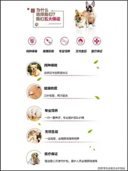 美式博美价格(怎么才能买到性价比高的)