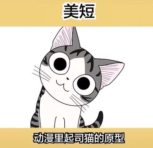 美短猫(美短猫真的会像猫咪漫画里一样帅气吗)